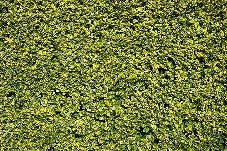 green plants thumbnail
