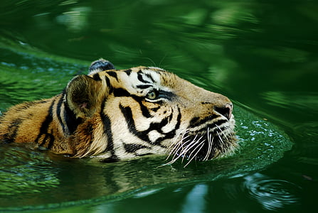 tiger animal in body of water thumbnail