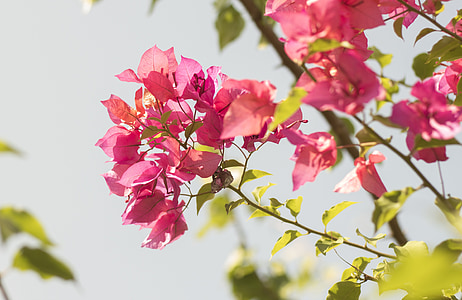 pink bougainvillea blooming at daytime thumbnail