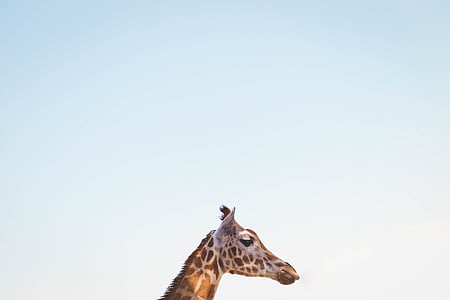 giraffe during day thumbnail