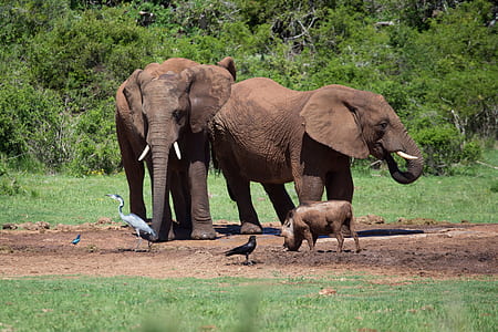 wild boar standing near two elephants thumbnail