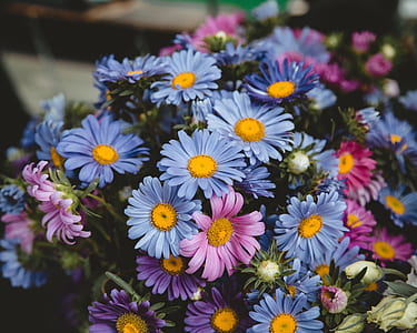 blue and pink flowers in shallow focus thumbnail