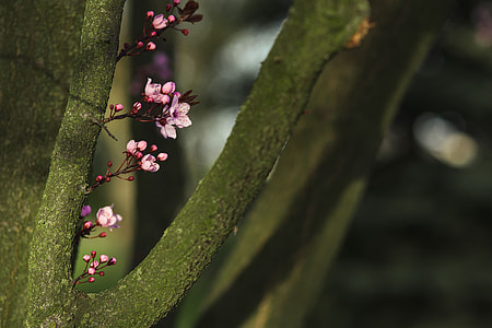 Pink spring flowers thumbnail
