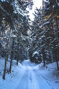 trail between trees thumbnail