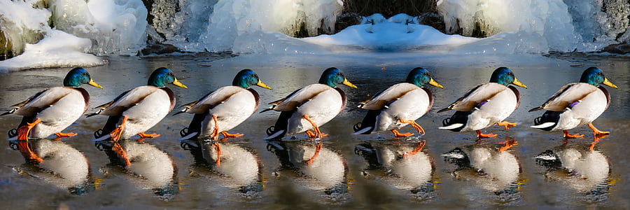 photography of six male Mallard ducks at daytime thumbnail