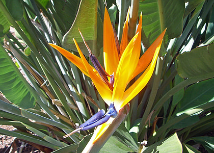 Strelizie, Bird Of Paradise Flower thumbnail