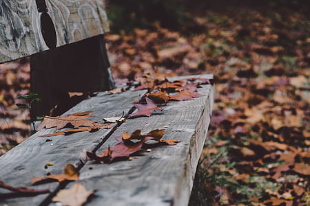closeup photography of bench thumbnail
