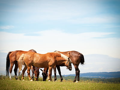 brown and orange horses under cloudy sky thumbnail