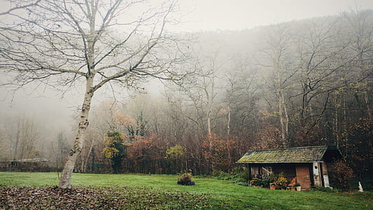 bare tree thumbnail