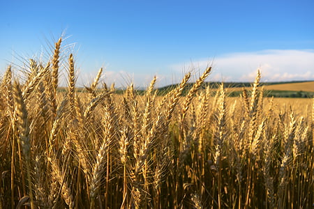 wheat field under sunny sky thumbnail