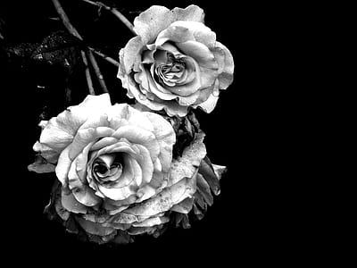 close up photo of two grey roses thumbnail