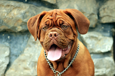 large short coated brown dog with dog chain thumbnail