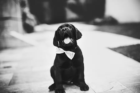 grayscale photography of Labrador retriever puppy thumbnail