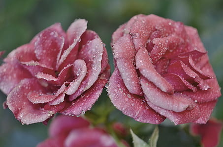shallow focus photography of pink rose with water drops thumbnail