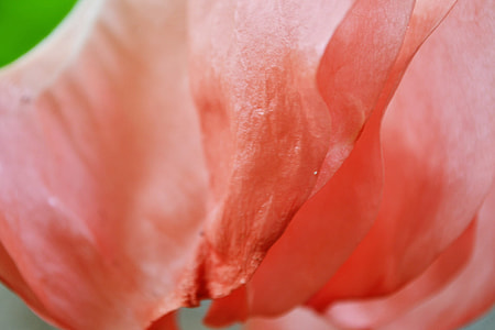 Big Flower, Corn Shape Flower thumbnail