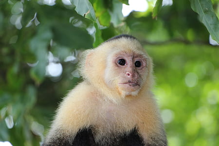 monkey near green tree during daytime thumbnail