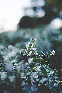 selective focus photography of white petaled flowers in bloom thumbnail