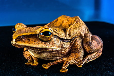photo of brown frog thumbnail