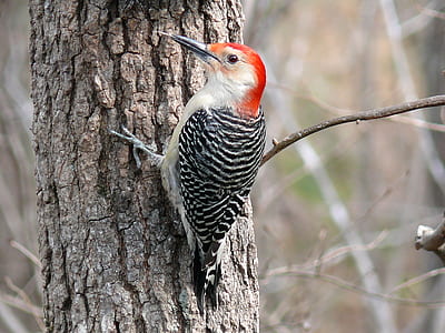black and white woodpecker on tree thumbnail