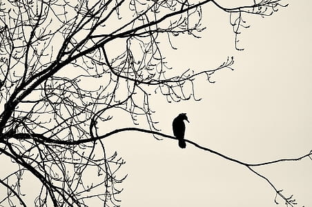 bird sitting on tree branch thumbnail