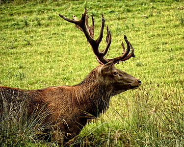 nature, forest, animal, wild thumbnail