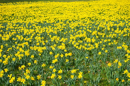 bed of yellow flowers thumbnail