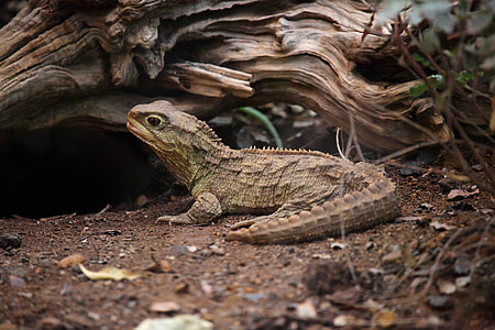 green reptile on soil thumbnail