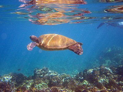 sea turtle underwater photography thumbnail