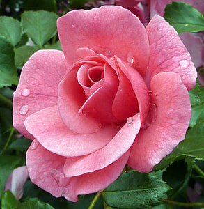 macro photo of pink-petaled flower thumbnail