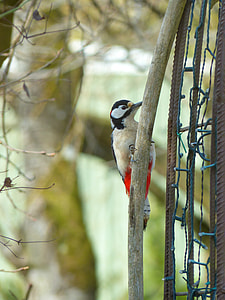 Great Spotted Woodpecker thumbnail
