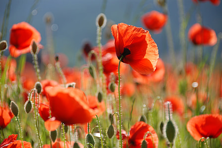 shallow focus photography of orange flower field thumbnail