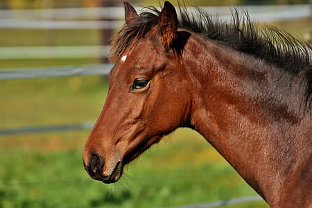 close-up photography of brown horse thumbnail