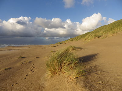 green grass on brown sand at daytime thumbnail