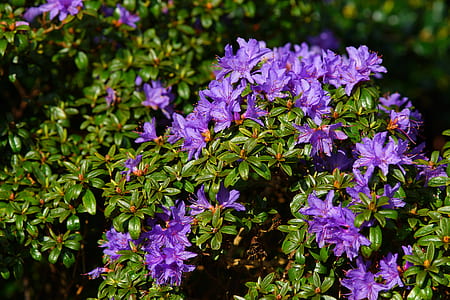 purple flowers thumbnail