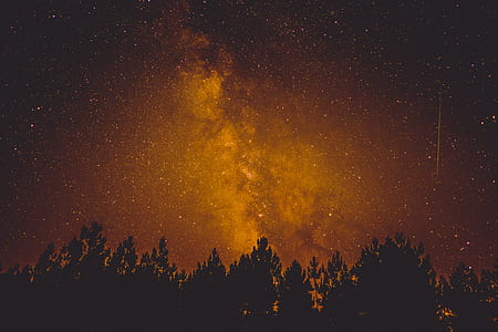 bare tree photo during nighttime thumbnail