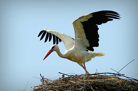 white and black bird spreading wings during daytime thumbnail
