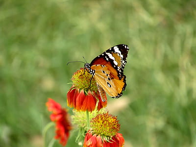 a butterfly is sitting on a flower in summer thumbnail