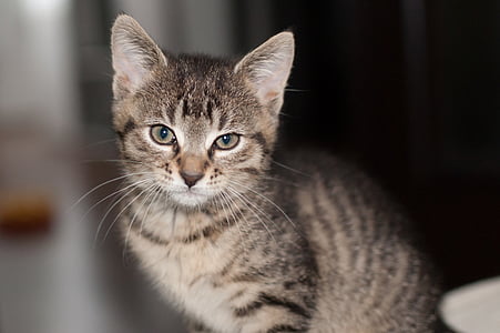 gray Tabby kitten thumbnail