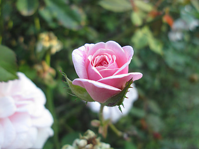 selective focus photography of pink rose in bloom thumbnail
