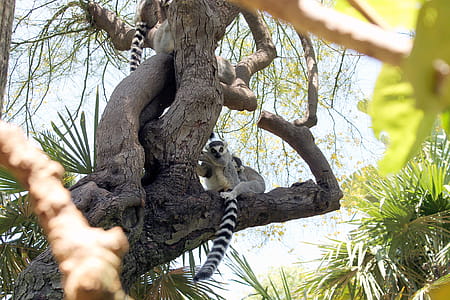 Several lemurs on the tree in nature thumbnail