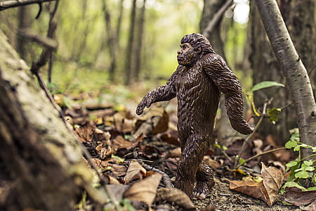 selective focus photography of primate surrounded dried leaves thumbnail