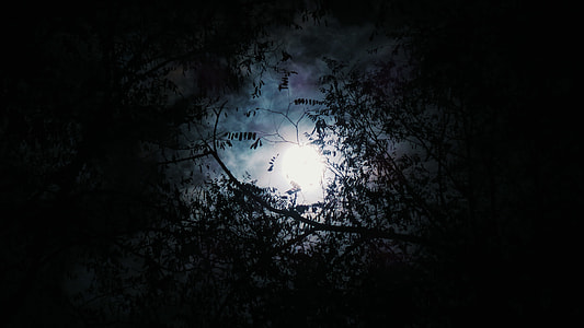photo, tree, moon, cloud thumbnail