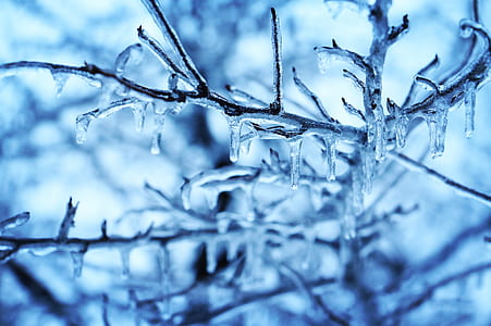 tilt-shift lens photo of clear frozen water on a tree twig thumbnail