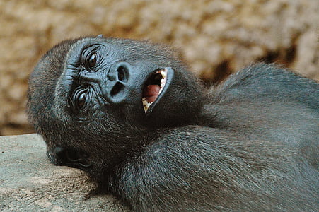 black monkey lying on ground thumbnail