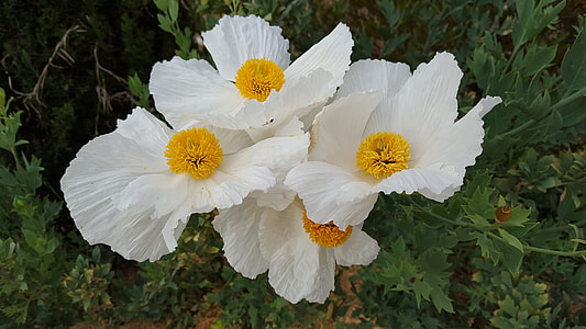 Matilija Poppies, Dinner Plate Poppies thumbnail