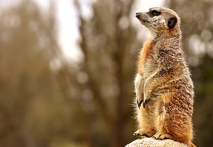 close-up photo of meerkat standing on brown surface thumbnail