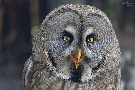 gray and white owl macro photography thumbnail