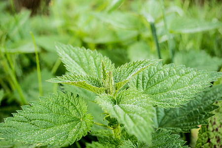 shallow focus photo of green leafed plant thumbnail