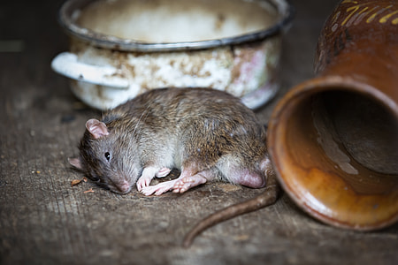 black rat beside pot thumbnail