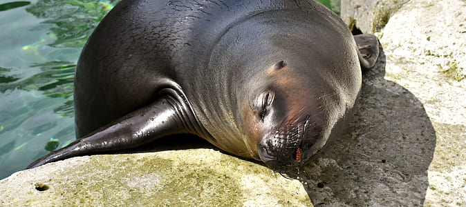 sea lion on gray rock thumbnail